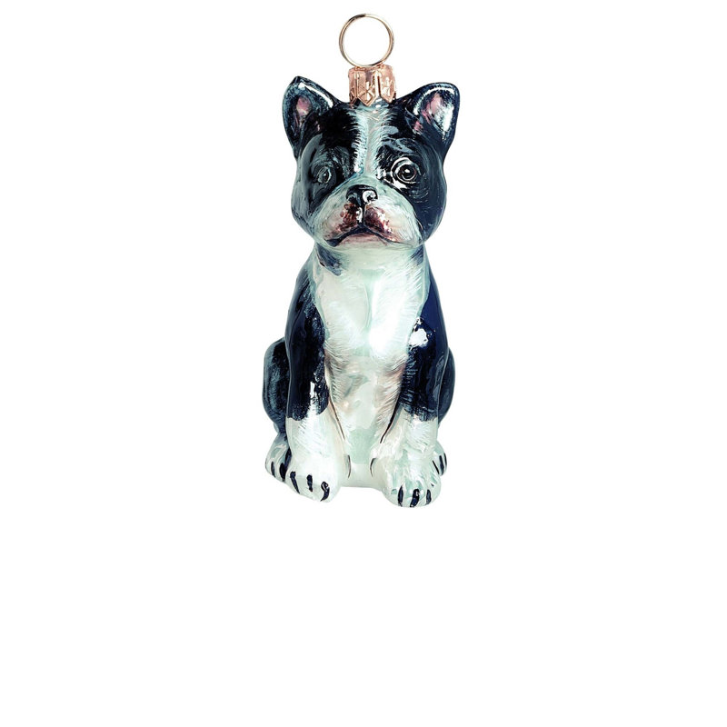 Boston Terrier