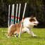 Poteaux de tissage pour chien