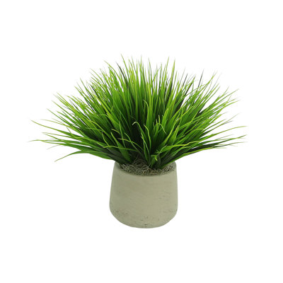 Vanilla Grass Arranged In A Fiberstone Pot