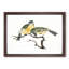 Great Tit Birds by Johan Teyler - Picture Frame Painting Print-55575452-55575451