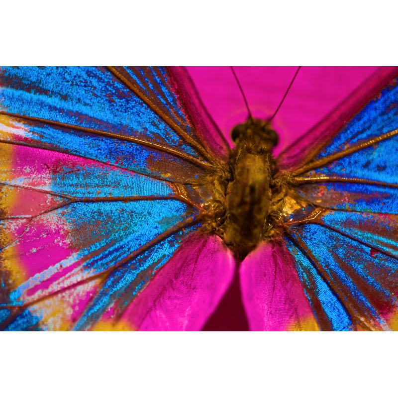 Butterfly by Jodijacobson, 20" H x 30" W