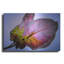«Bougainvillea Leaf» par Pamela Plummer-1347975521