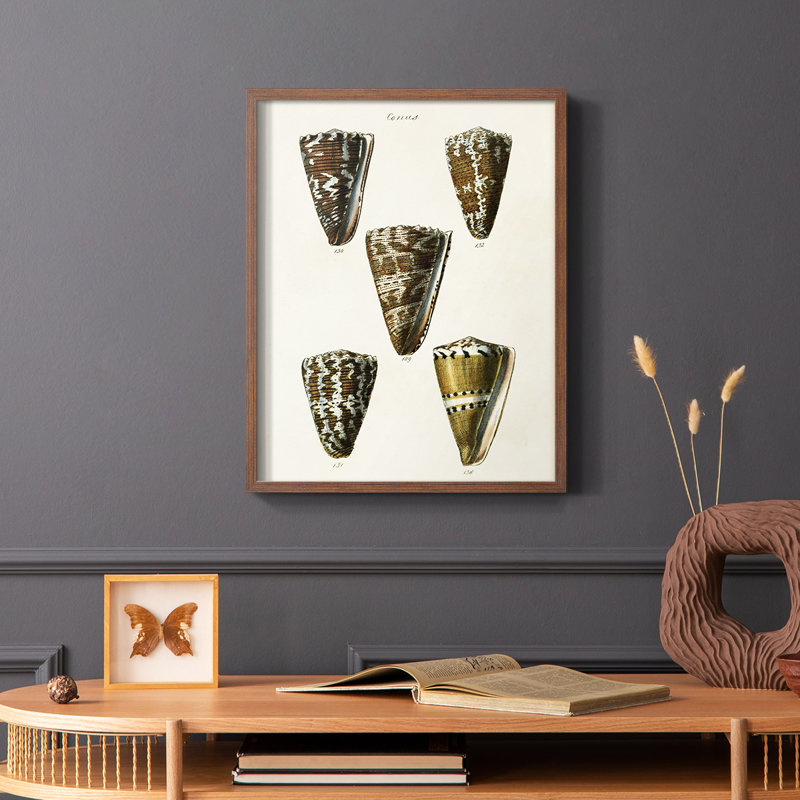 Cone Shell Collection, reproduction encadrée en V - bois massif, Cadre photo brun simple, H 28 po x l 22 po