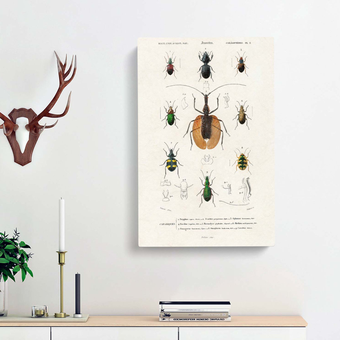 Beetle Illustrations PL. 2 by Charles D Orbigny - Wrapped Canvas