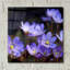 «Fleurs mauves 1» par PhotoINC Studio-1967251824