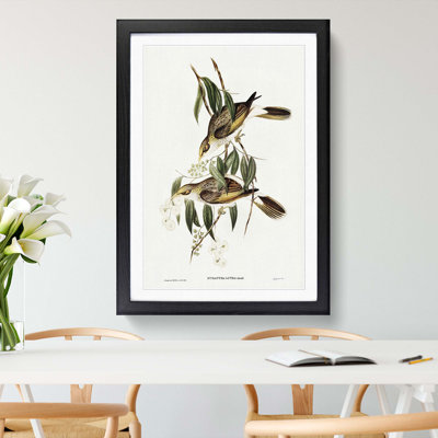 Luteous Honeyeaters by Elizabeth Gould - Framed Print