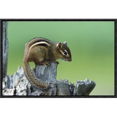 " Eastern Chipmunk On Snag "