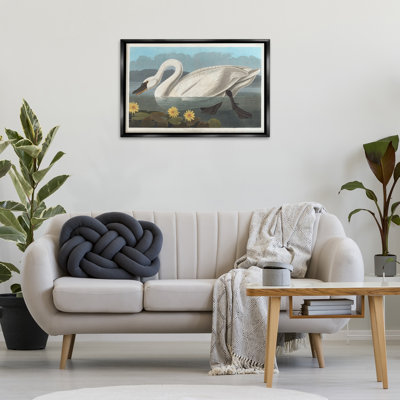 Classic Common American Swan Gray Framed Floater Canvas by one1000paintings