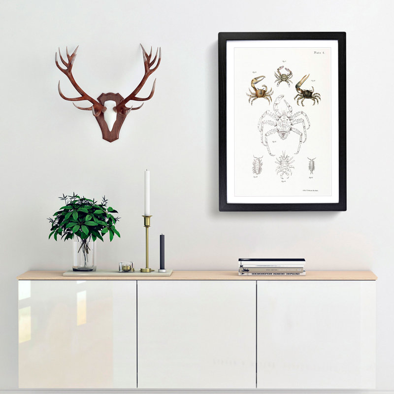 Crabs & Sea Creatures PL. 8 by J.E. De Kay - Picture Frame Painting Print, Black Framed, 36cm H x 27cm W x 2cm D