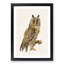 Long-Eared Owl by Von Wright - Picture Frame Painting Print-55759972-55759977