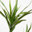 72 plantes