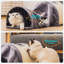 Lit pour chat Bowfront
