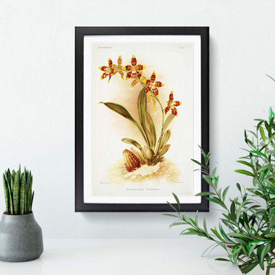 Magnolia Flowers Illustration Tab. 86 by Frederick Sander - Picture Frame Painting Print