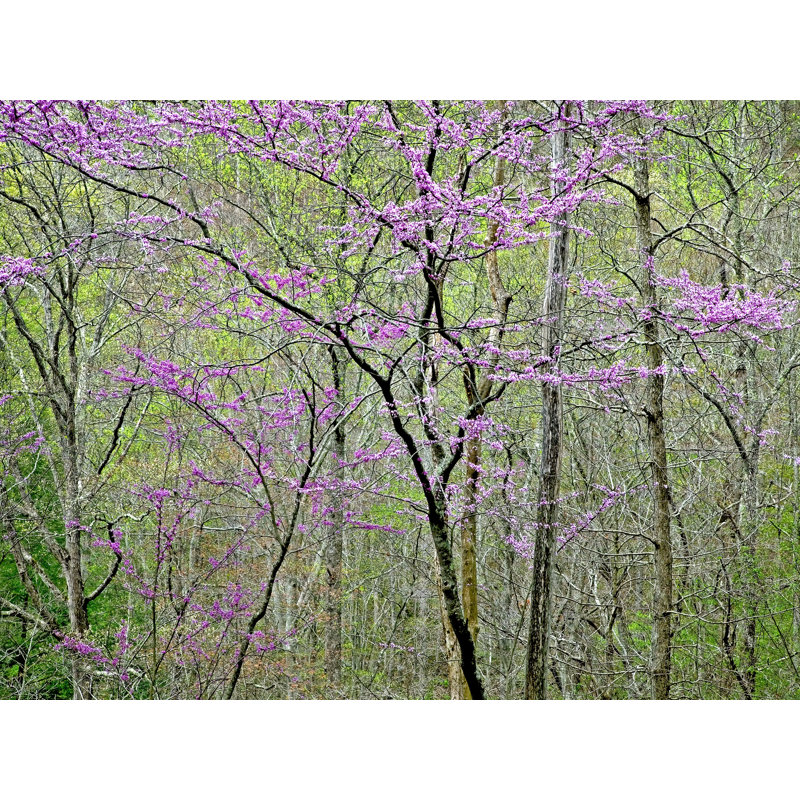 Blooming Redbud In Tennessee Forest Print by Bruce Heinemann, Wrapped Canvas, 24" H x 32" W