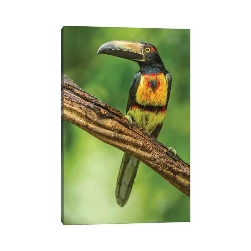 Costa Rica, La Selva Biological Research Station. Collared Aricari On Limb. by Jaynes Gallery - Wrapped Canvas Print
