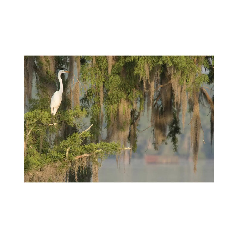 USA, Louisiana, Lake Martin. Foggy swamp sunrise with great egret in tree. 1 Piece Wrapped Canvas Wall Art