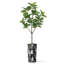 Arbre artificiel dans un pot à fleurs texturé blanc minimaliste moderne-104351674
