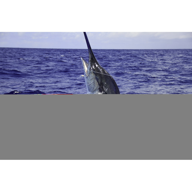Black Marlin Jumping by Kelly Dalling - Wrapped Canvas Print, 30cm H x 46cm W