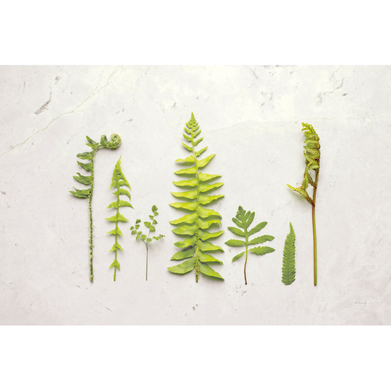 Flat Lay Ferns II by Felicity Bradley - No Frame Print on Canvas, 51cm H x 76cm W