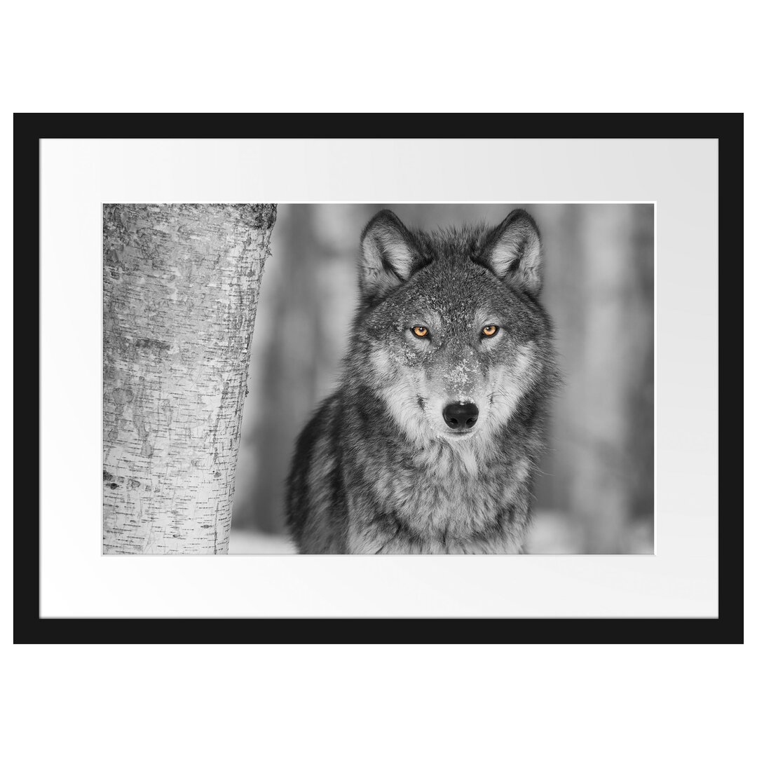 Gerahmtes Poster Wunderschöner wachsamer Wolf