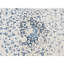 Pinuccia One-of-a-Kind 9' X 12'1" New Age Silk Area Rug Ivory