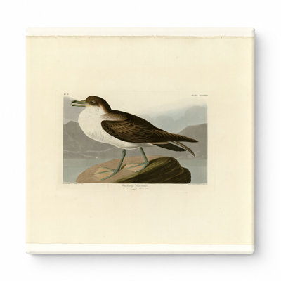 Wandering Shearwater, Plate 283 (1838) — Square Canvas Wall Art