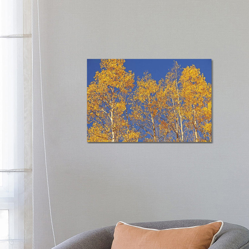 Blue Sky Aspens by Brian Wolf - Wrapped Canvas Gallery-Wrapped Canvas Giclée, 45.72cm H x 66.04cm W