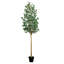 96 plantes