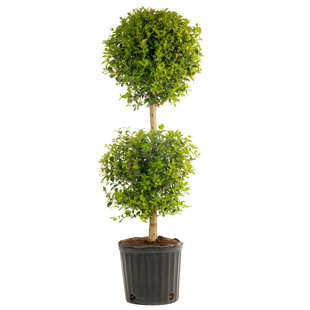 Northlight 16 green reindeer moss ball potted artificial spring topiary  tree