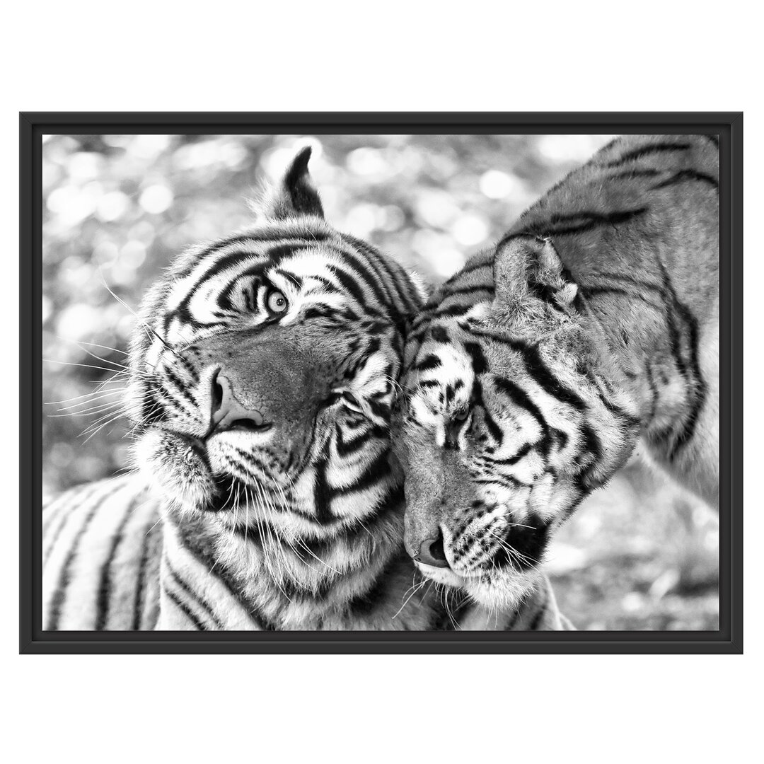 Gerahmtes Wandbild Zwei liebkosende Tiger Kunst B&W