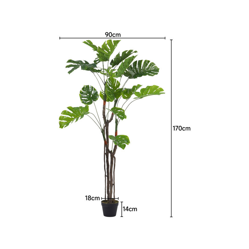 170cm Plant