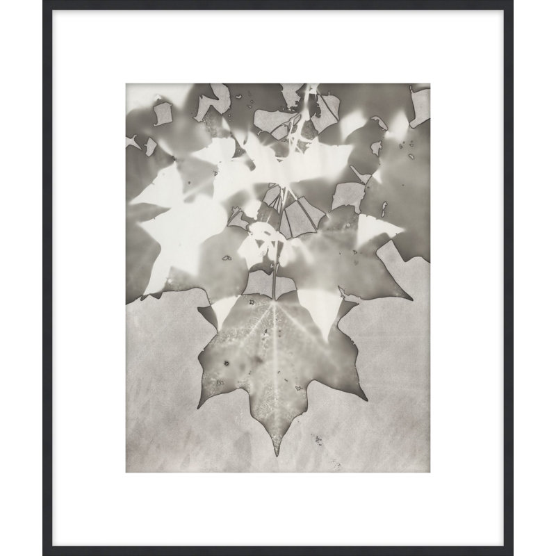 Lucent Botanicals 8 Print by Darrell Kincer, 28.5" H x 25.5" W