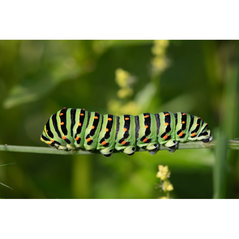 " Caterpillar ", 8" H x 12" W  