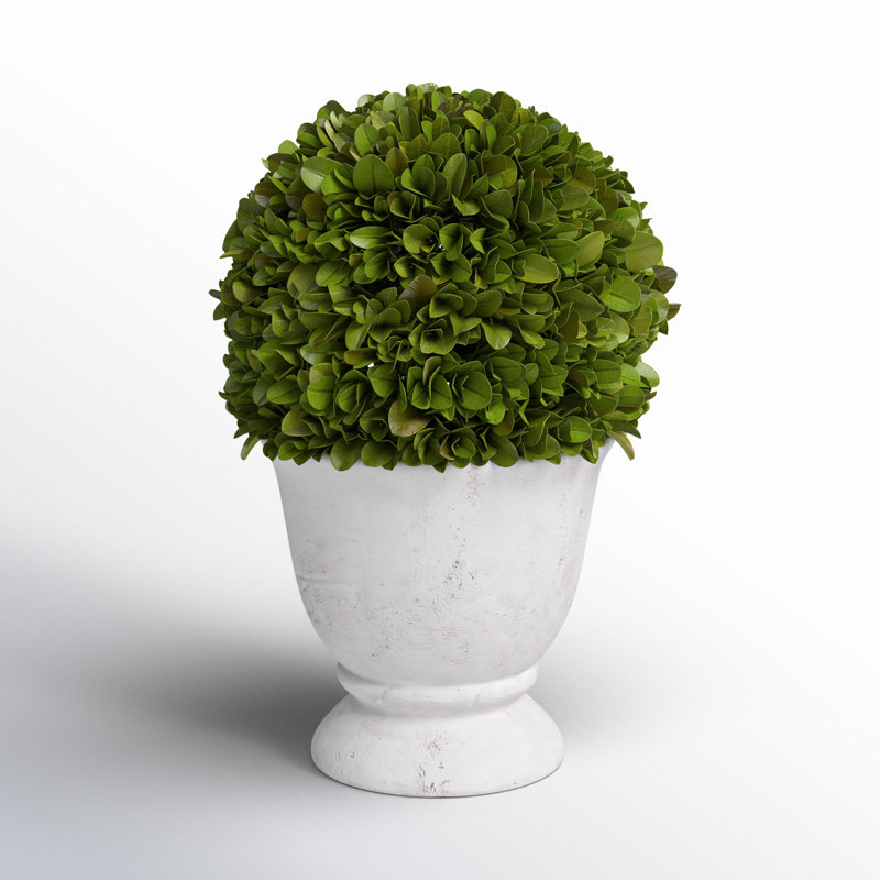 Nigel 9.5'' Boxwood Topiary in Ceramic Urn