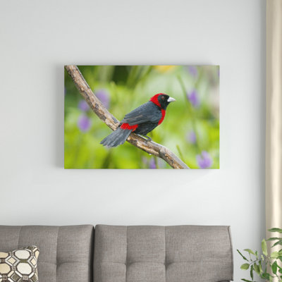 " Crimson-Collared Tanager Male "