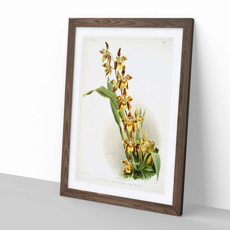 Magnolia Flowers Illustration Tab.84 by Frederick Sander - Picture Frame Art Print, Walnut, 60cm H x 40cm W x 2cm D