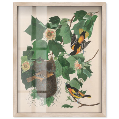 «Three Orioles Shadowbox Print» par Art Remedy