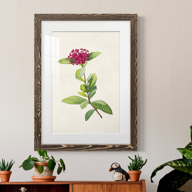 «Pretty Botanicals II», cadre photo, Encadré de bois de noyer, H 20 po x l 17 po x P 1 po