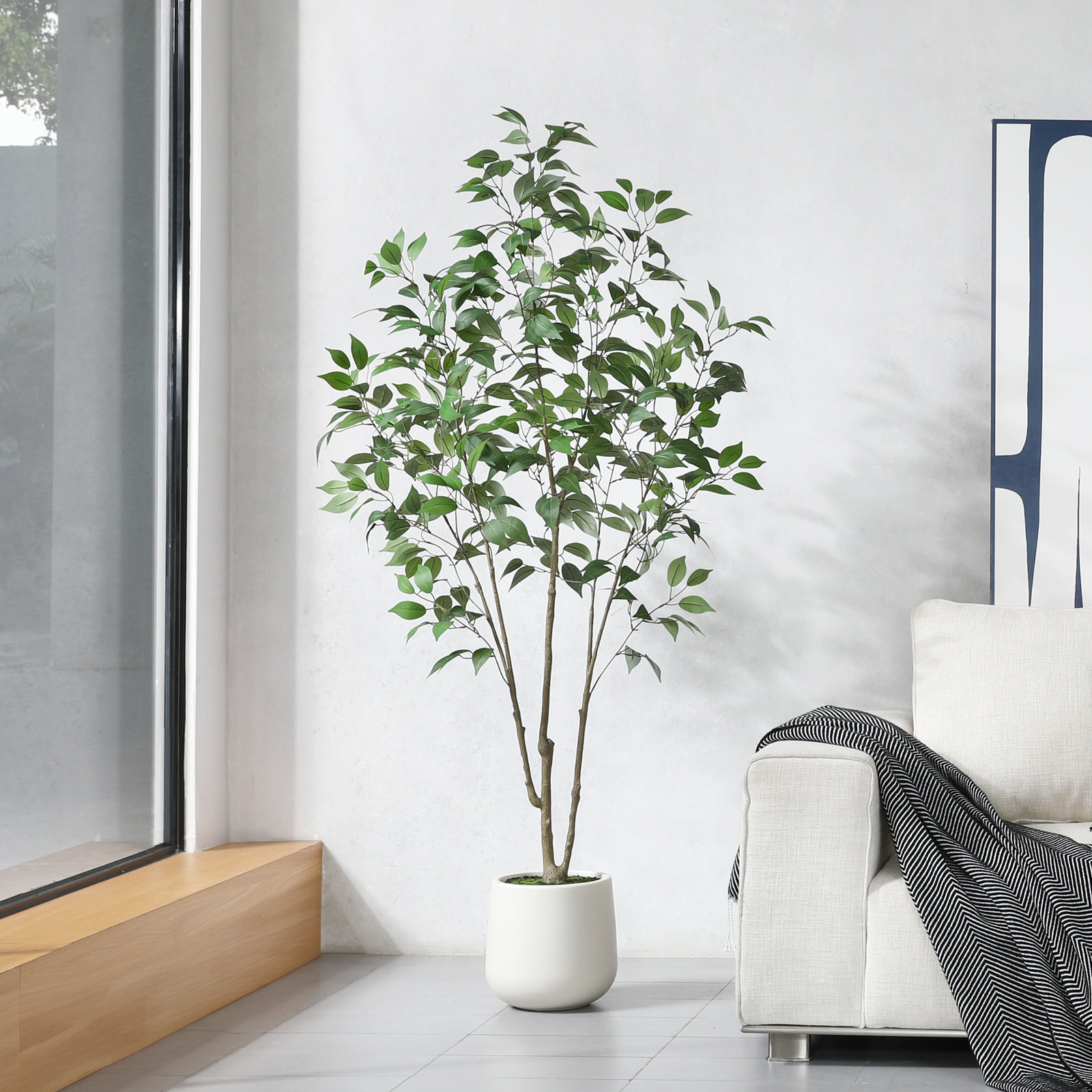 Agostino 84" Ficus Tree in Pot, 72" H x 24" W x 24" D