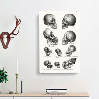 Human, Monkey And Ape Skulls - Wrapped Canvas