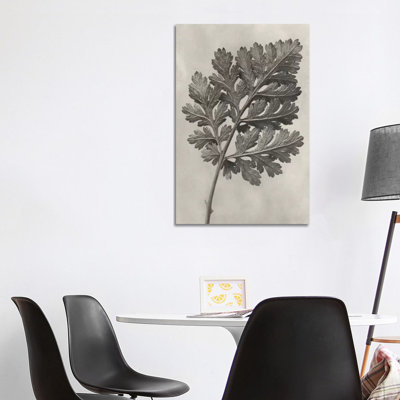 Blossfeldt Botanical III 1 Piece Wrapped Canvas Wall Art