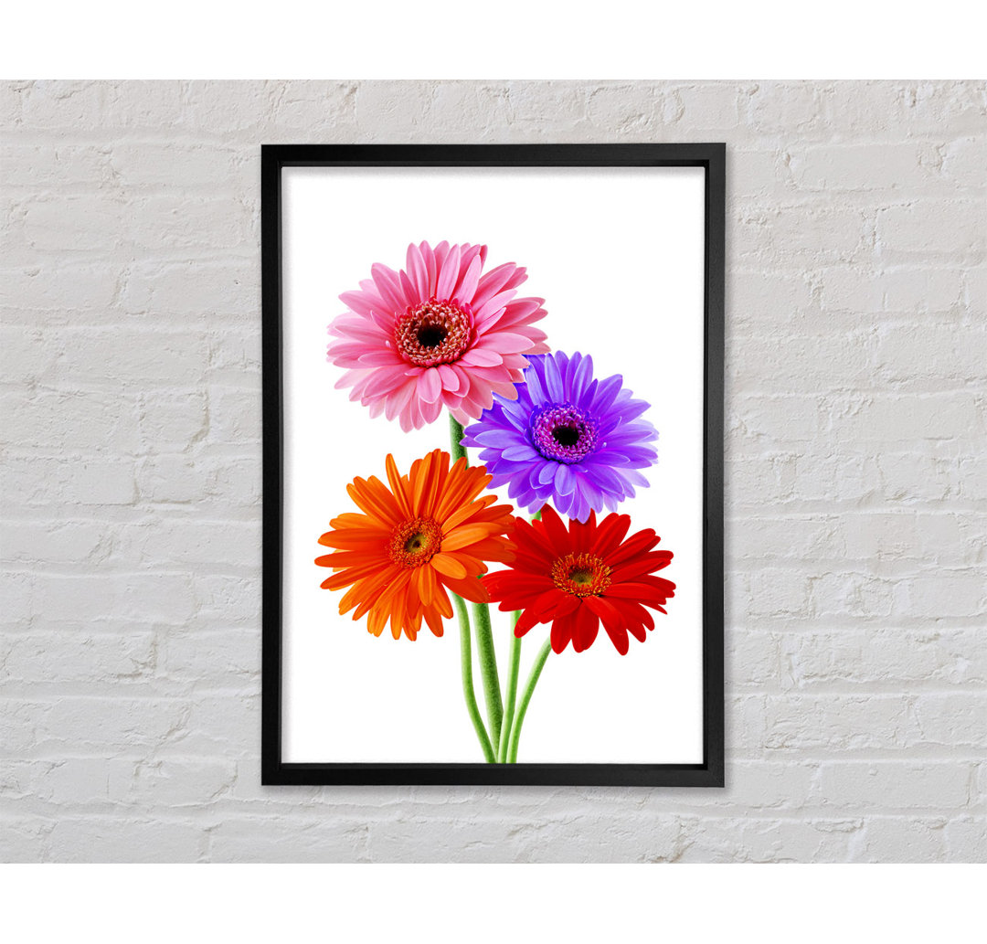 Gerbera Colours - Einzelner Bilderrahmen Kunstdrucke auf Leinwand