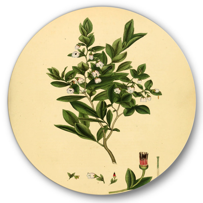Art mural rétro Vintage Plant Life XXV - Traditional, H 36 po x l 36 po x P 1 po