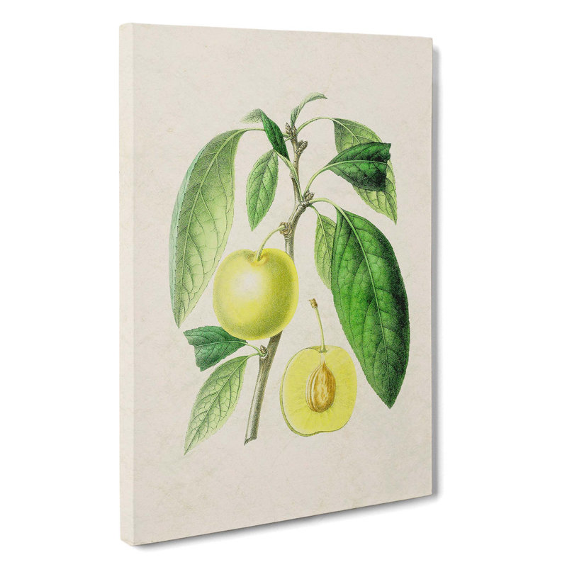 Prune Fruit Illustration - Wrapped Canvas, 60cm H x 40cm W x 3cm D