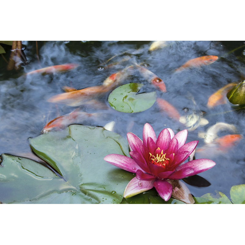 Water Lily Flower Blooming In Koi Pond by JPLDesigns - Wrapped Canvas Print, 20cm H x 30cm W