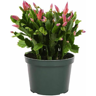 American Plant Exchange Christmas Cactus, Live Flowering Plant, 6-Inch Pot, Stylish Pot Cover Included, Easy Care Houseplant