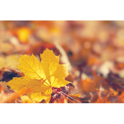 Fall Foliage - Wrapped Canvas Print