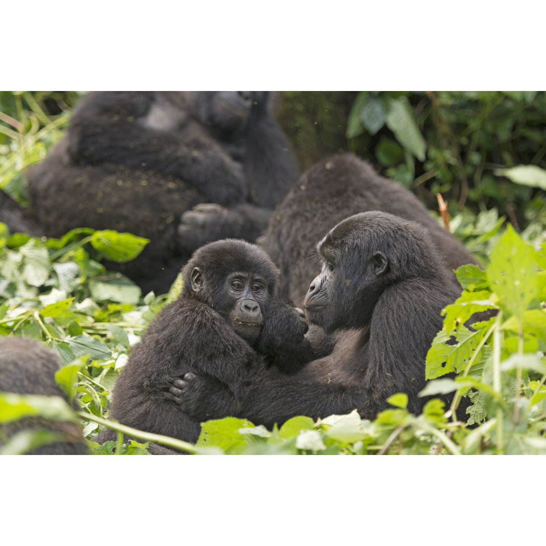 Leinwandbild Mutter und Kind-Gorilla im Wald von Wildnerdpix