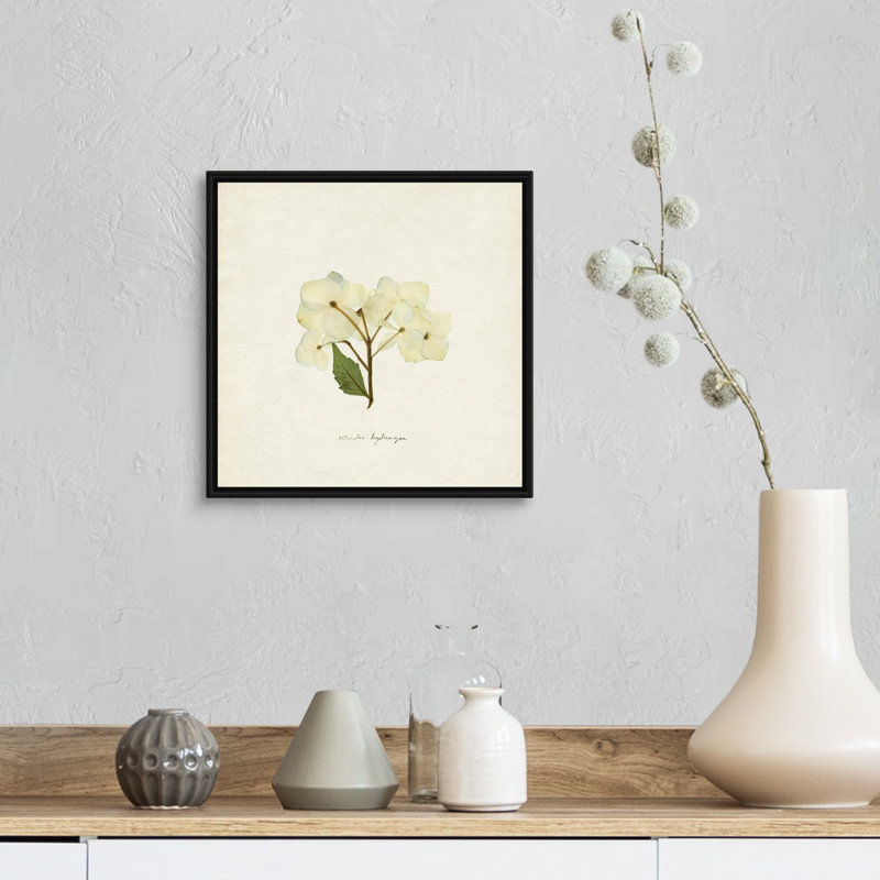 Cornales Hydrangea I par Emma Caroline - reproduction d'art, H 14 po x l 14 po x P 1,75 po, Toile avec cadre noir