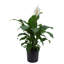 Peace Lily in Nursery Pot